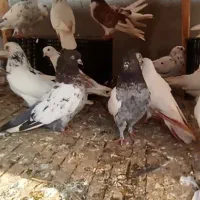 کبوتر اس.شهرستان .پرشی ساعت بالا .تضمینی