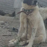 سگ لا س|سگ|شهرکرد, |دیوار