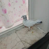 تعداد کفتر پرشی