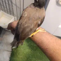 مرغ مینا