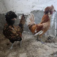 مرغ خروس پولند لهستانی جفت|حیوانات مزرعه|رشت, انصاری|دیوار