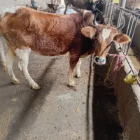 گاو تلیسه آبستن۷ماه جنگلی دودندان