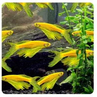 زبرا باله بلند و گوپی