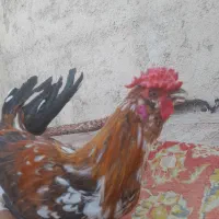 خروس گلین|حیوانات مزرعه|قرچک, زیبا شهر|دیوار