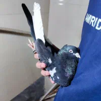 سینه سیاه