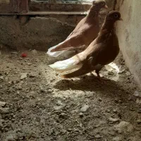 سلام نرماده دمسفید|پرنده|بیرجند, |دیوار
