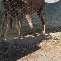 شتره چاق فروش فوری