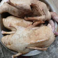 اردک|حیوانات مزرعه|تولم شهر, |دیوار