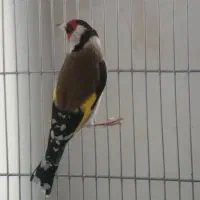 سهره‌ مست|پرنده|بلبان آباد, |دیوار