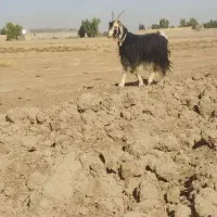 بره ماده خرج خور