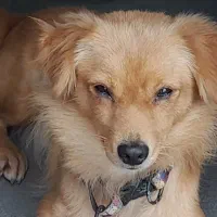 سگ پاکوتاه اشپیتز روباهی|سگ|تنکابن, |دیوار