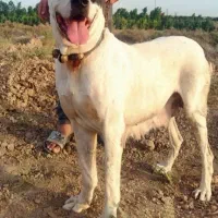 سگ سرابی|حیوانات|قم, جاده معدن|دیوار