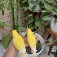 جفت کوتوله دستی دستی|پرنده|شیراز, قلعه نو|دیوار