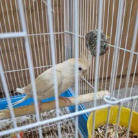 4 عدد عروس هلندی البینو و لوتینو