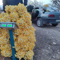 فروش عمده گل نرگس مستقیم از مزرعه به سراسر کشور