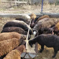 گوسفند پرورشی نر یک ساله کیلویی|حیوانات مزرعه|نوشین شهر, |دیوار