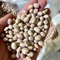 حبوبات عدس ریز کانادایی کیفیت بسیار خوب|خوردنی و آشامیدنی|اصفهان, جلالیه|دیوار