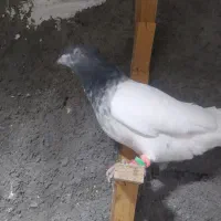 کبوتر آلمانی و رنگه|پرنده|مشهد, هفده شهریور|دیوار