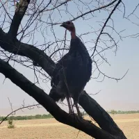 فروش 10عدد بوقلمون برنز، ماده