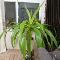 گل عنکبوتی سر حال وبزرگ در حال گل دادن هست