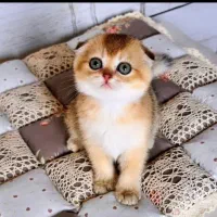 بچه گربه های اسکاتیش بیریتیش