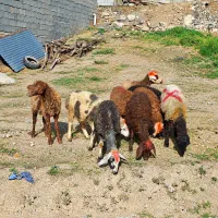 ۹ عدد کاور خوشگل سبک