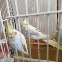 عروس هلندی مولد