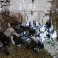 کبوترآلمانی جفت ۷۰۰