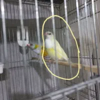 پرنده گلدین
