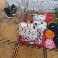 سگ شیتزو|سگ|ورامین, ورامین|دیوار