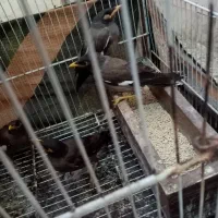 مینا 5ماهه دانه 400 هزار|پرنده|مشهد, همت آباد|دیوار