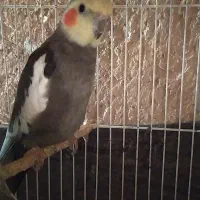 عروس هلندی نر سخنگو