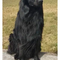 سگ ژرمن بلک ماده