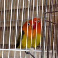 فروش جفت یووینگ گلد|پرنده|جم, |دیوار