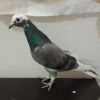 کفتر ساعتی پرش بالا|پرنده|تهران, مشیریه|دیوار