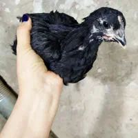 جوجه استرالوپ مشکی