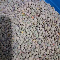 عدس درشت برای شهرستان اردبیل برای امساله
