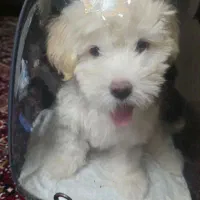 توله پودل پامرانین ۵ماهه