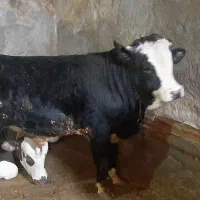 گوساله نر سیمینتال