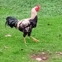 خروس لاری و محلی|حیوانات مزرعه|طاهرگوراب, |دیوار