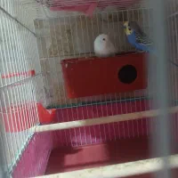 فروش با قفس و تجهیزات