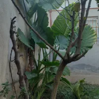 درختچه بابا آدم