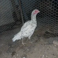 مرغ لاری فروشی|حیوانات مزرعه|سرپل ذهاب, |دیوار