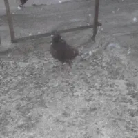 دوتاکفترنر|پرنده|صفادشت, |دیوار