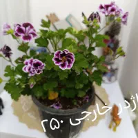 گل های اپارتمانی