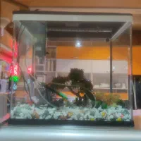 آکواریوم ماهی سالم با تمام لوازم پمپ وغیره