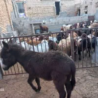 الاغ|حیوانات مزرعه|تیران, |دیوار