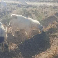 ۴ عدد بزینه|حیوانات مزرعه|بسطام, |دیوار