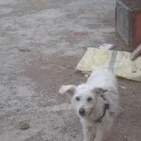 سگ پاکوتاه