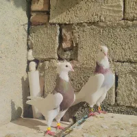 طوقی جفت|پرنده|نقده, |دیوار